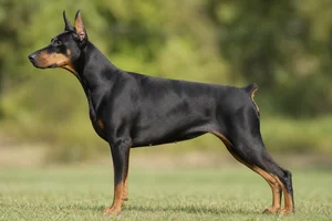 Doberman Pinscher dog