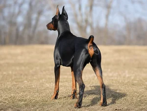 Doberman Pinscher — rear