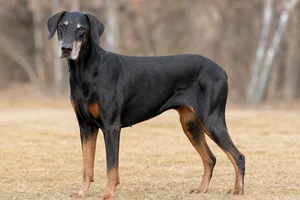 Doberman Pinscher — senior