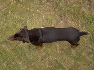 Doberman Pinscher — top