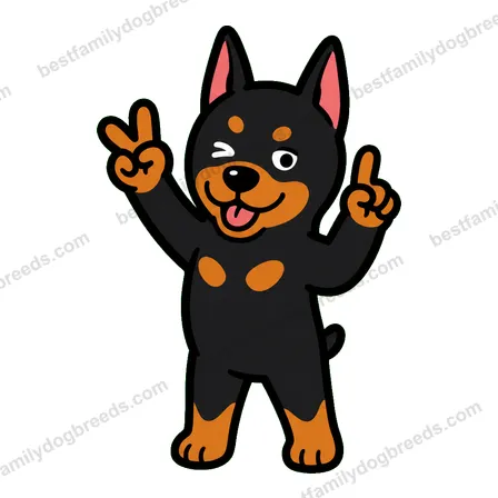 Doberman Pinscher sticker 12