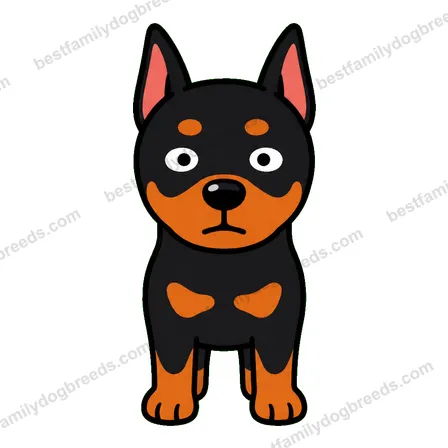 Doberman Pinscher dog staring meme sticker