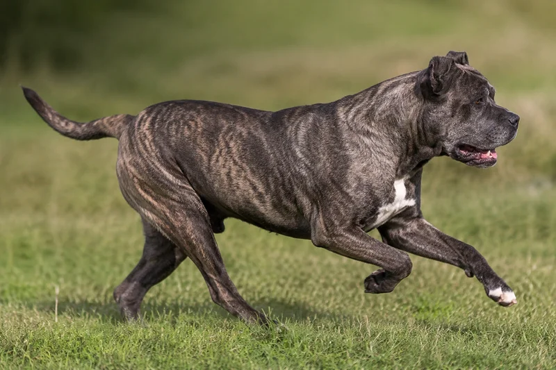 Dogo Canario — running
