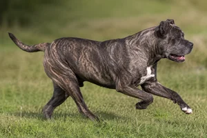 Dogo Canario — running
