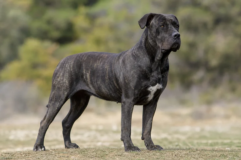 Dogo Canario — adult