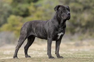 Dogo Canario — adult