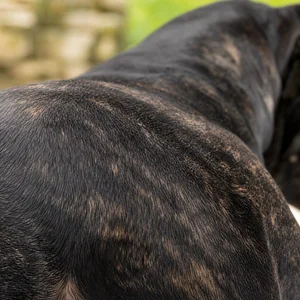 Dogo Canario — coat texture
