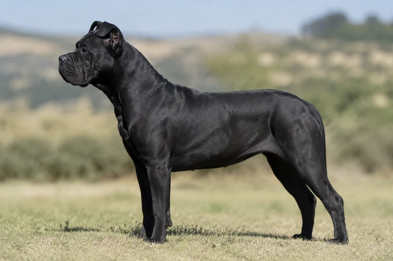 Dogo Canario — Black coat