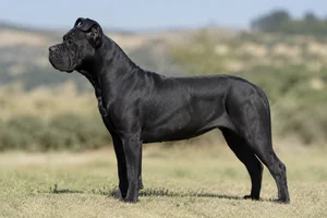 Dogo Canario — Black coat