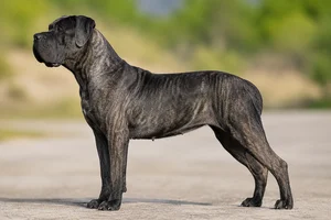 Dogo Canario — Brindle coat