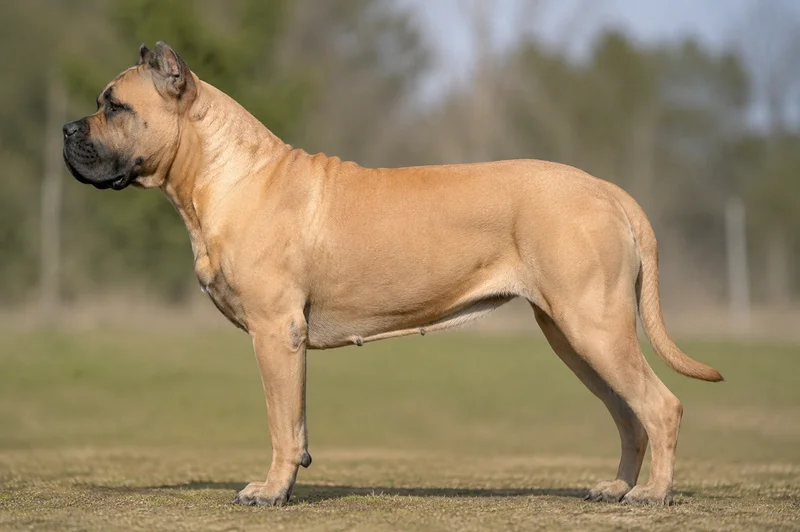 Dogo Canario — Fawn coat