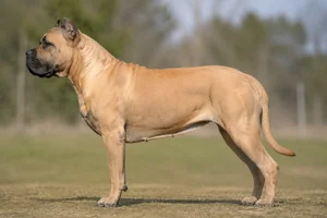 Dogo Canario — Fawn coat