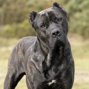 Dogo Canario — alert