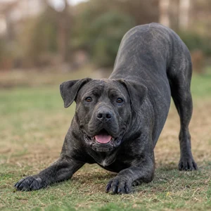 Dogo Canario — playful