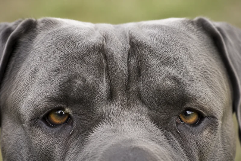 Dogo Canario — eyes