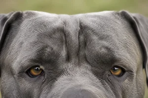 Dogo Canario — eyes