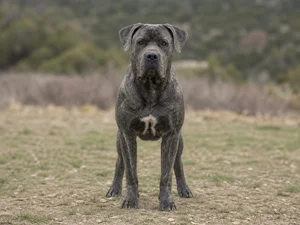 Dogo Canario — front