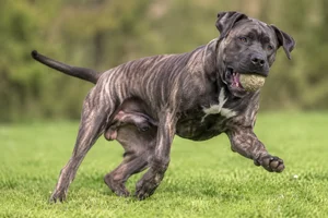 Dogo Canario — playing
