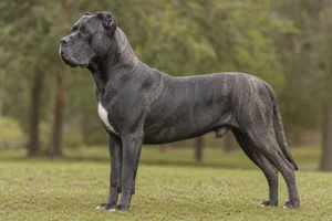 Dogo Canario dog