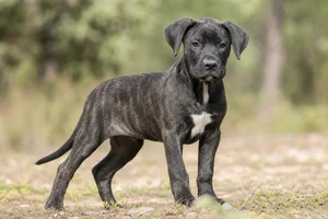 Dogo Canario — puppy (~4 mo)