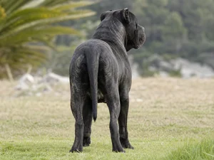 Dogo Canario — rear