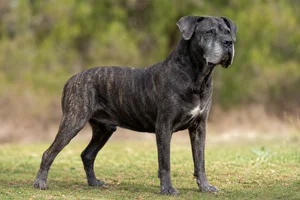 Dogo Canario — senior