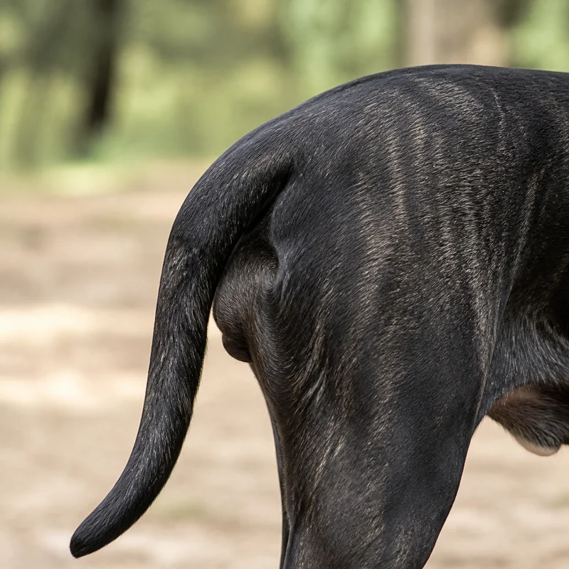 Dogo Canario — tail