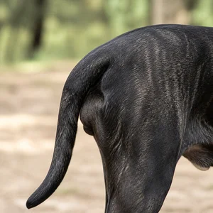 Dogo Canario — tail