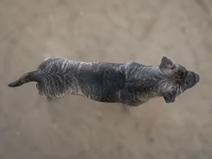Dogo Canario — top