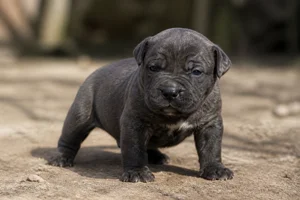 Dogo Canario — young puppy (~1 mo)