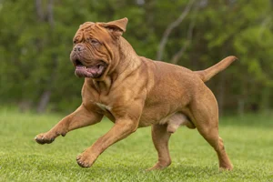 Dogue De Bordeaux — running