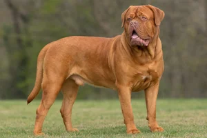 Dogue De Bordeaux — adult