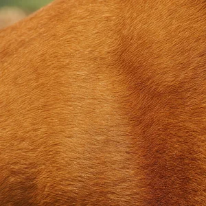 Dogue De Bordeaux — coat texture