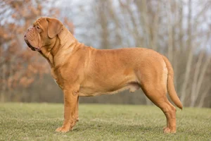 Dogue De Bordeaux — fawn coat