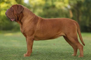 Dogue De Bordeaux — mahogany coat