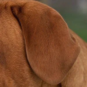 Dogue De Bordeaux — ears