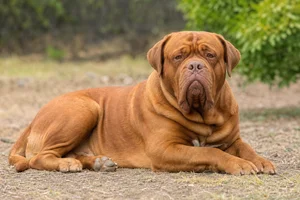 Dogue De Bordeaux — lying down