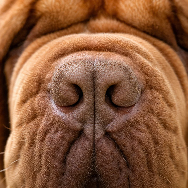 Dogue De Bordeaux — nose