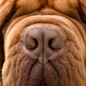 Dogue De Bordeaux — nose