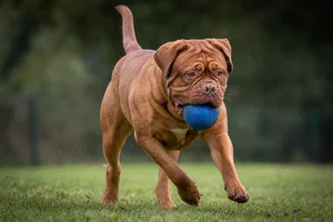 Dogue De Bordeaux — playing