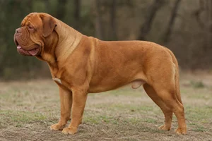 Dogue De Bordeaux dog
