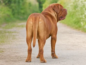 Dogue De Bordeaux — rear
