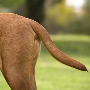 Dogue De Bordeaux — tail