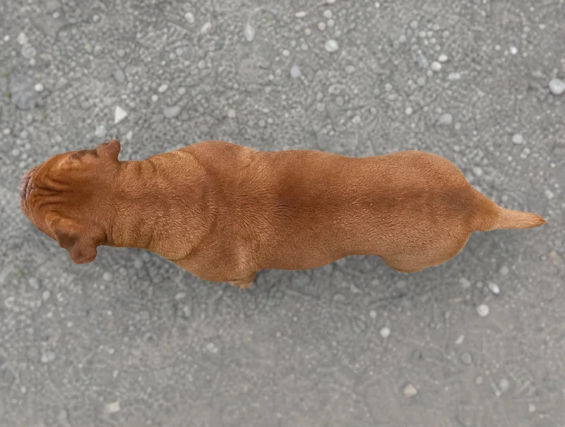 Dogue De Bordeaux — top