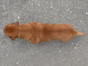 Dogue De Bordeaux — top