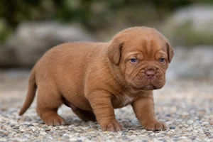 Dogue De Bordeaux — young puppy (~1 mo)