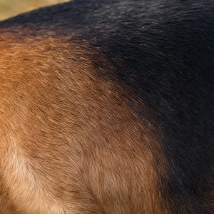 Drever — coat texture