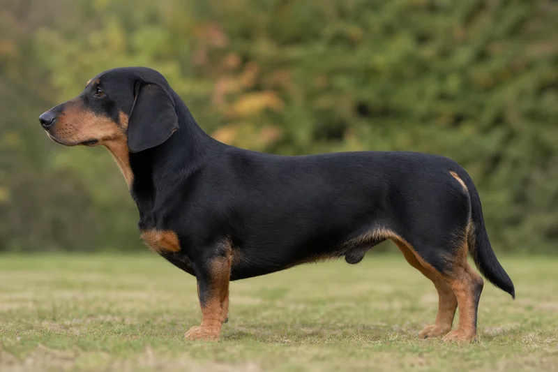 Drever — black and tan coat