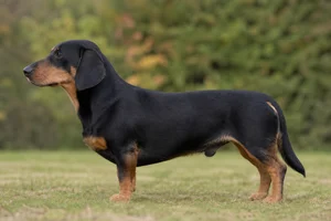 Drever — black and tan coat