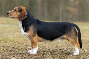 Drever — tri-color coat